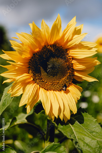 Bright yellow sunflower close up with beautiful sunshine toned petals and wasp exploring amongst the pollen 