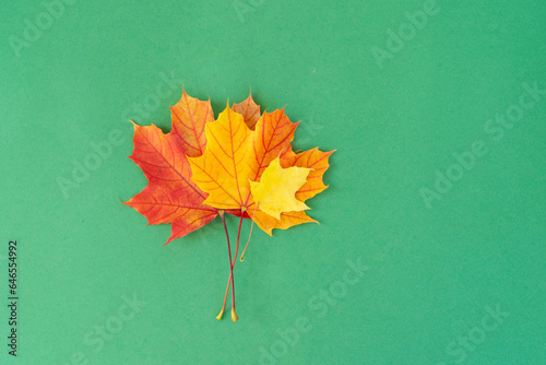 fall leaves over green background with copy space, top view