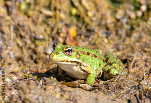 A close-up of a Pelophylax ridibundus frog