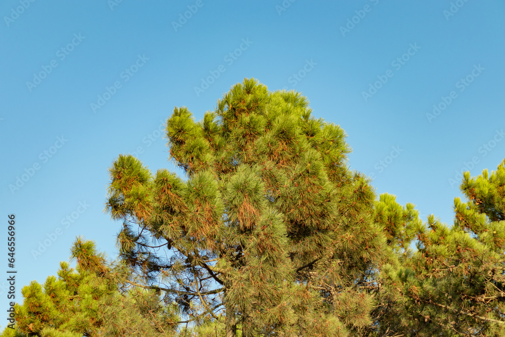 Naklejka premium A detailed green view of the pine tree with a clear sky background.
