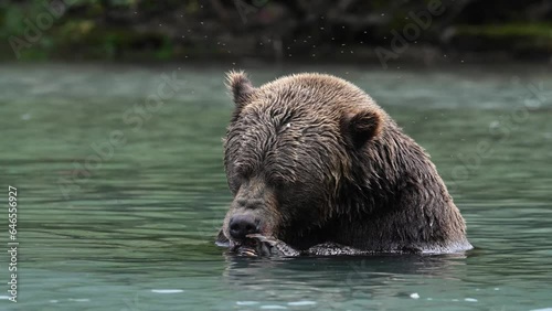 A large Brown Bear (Ursus arctos) chases and eats sockeye salmon in Crescent Lake, in the heart of Alaska's Chigmit Mountains, part of the Lake Clark National Park and Preserve. photo