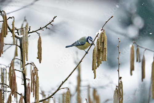 Blaumeise, Cyanistes caeruleus