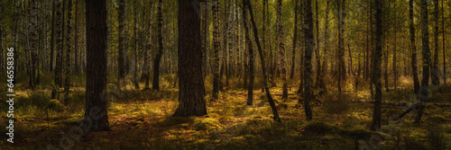 beautiful mossy morning forest with birch grove and back side sunlight.  widescreen panoramic view. format 15:5