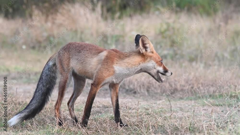 Red fox Vulpes vulpes. Red fox eating in the wild. Slow motion. Red fox Vulpes vulpes. Red fox eating in the wild. Slow motion.