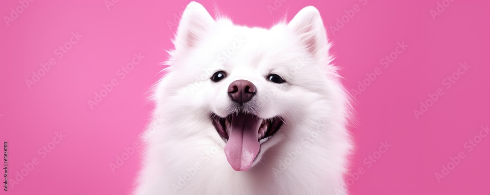 Happy white fluffy dog isolated on bright pink background. Banner with beautiful smiling pet. Samoyed or husky breed. Space for text, copy space
