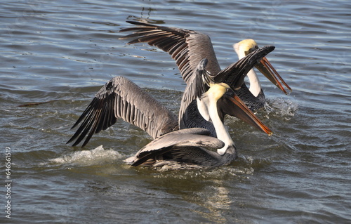 pelicansfeeding