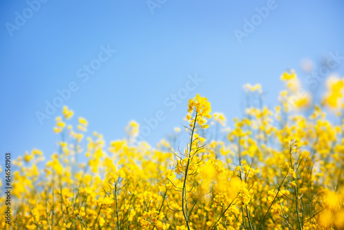 Agricultural landscape of rapeseed field.
