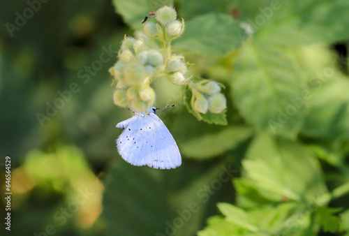 Sacred Blue butterfly (Celastrina argiolus) on plant photo