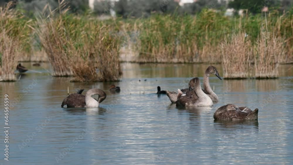 Mute swan Swan color. Birds cleaning their feathers on the lake. Slow motion. Mute swan Swan color. Birds cleaning their feathers on the lake. Slow motion.