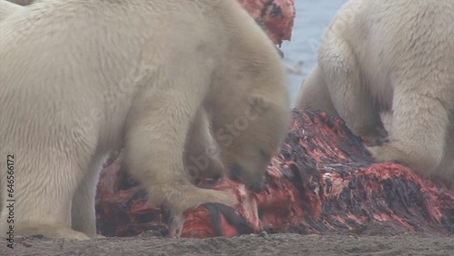 Polar bears feed on a seal off the coast of Norway photo