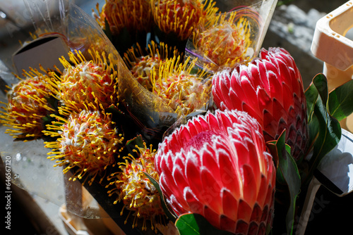 protea and Leucospermum on the market