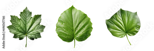 Lobed Leaf   Isolated On Transparent  PNG