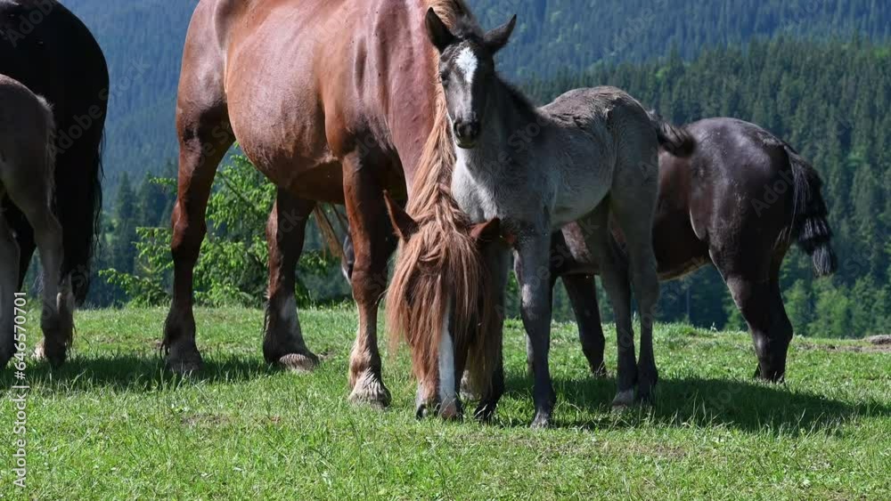 Horses grazing in field in high mountains, sunny weather, wild horses in Ukraine. Horses grazing in field in high mountains, sunny weather, wild horses in Ukraine.