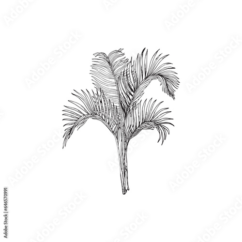 Handdrawn palm tree illustration, palm tree drawing, island tree, wild tree, africa, tropical, jungle