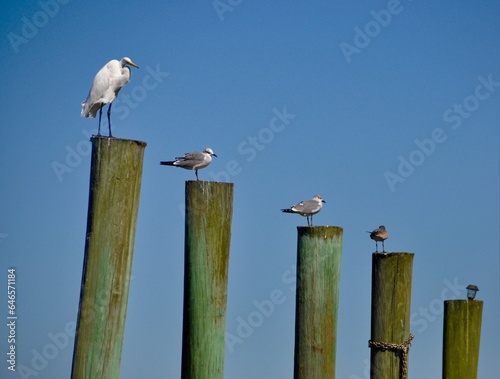 seabirds on dock