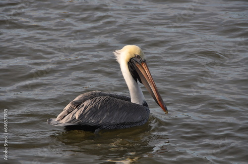 pelican on water