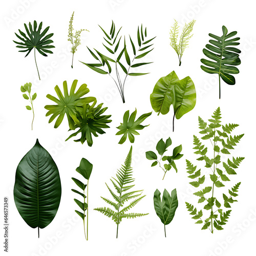 Detailed miscellaneous plant leafs and foliage  no background