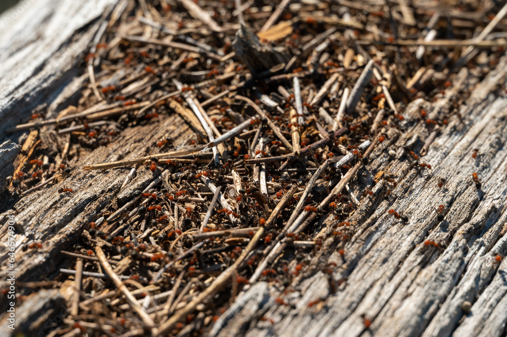 Ants Cover Fallen Log at the Intersection of Mount Holmes and Grizzy Lake Trails
