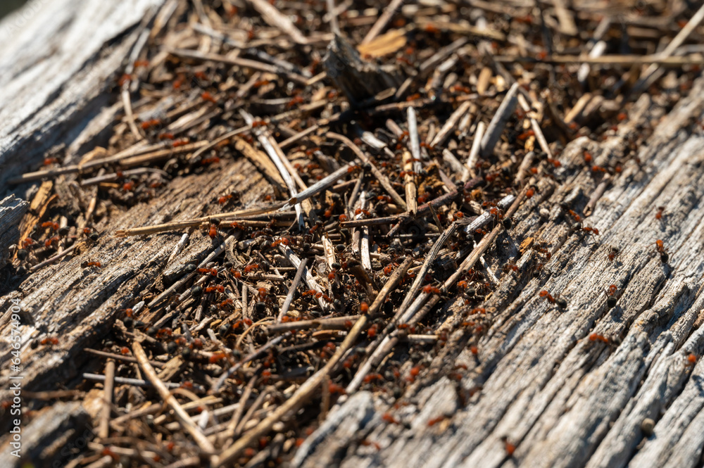 Ants Cover Fallen Log at the Intersection of Mount Holmes and Grizzy Lake Trails Ants Cover Fallen Log at the Intersection of Mount Holmes and Grizzy Lake Trails