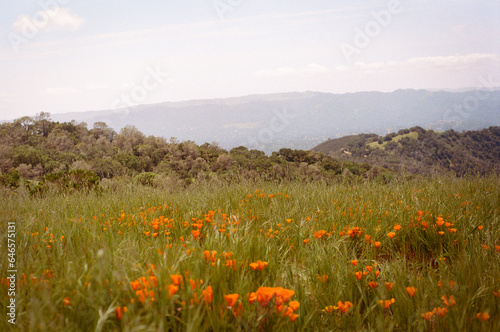 Canvastavla California Poppy Field