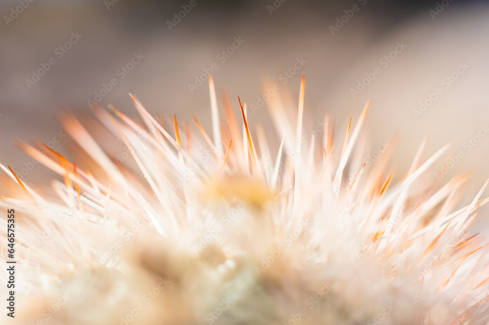 Bright Exposure of Orange And White Cactus Needles