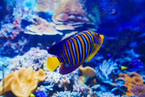The king angelfish is a tropical marine fish in the angelfish family. 
