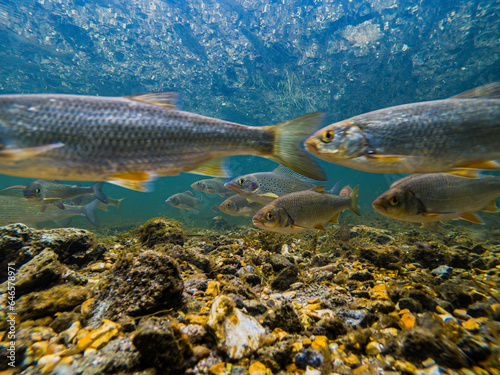 Underwater shot of a large variety of freshwater fish swimming in clear river Avon photo