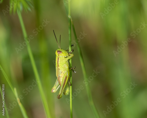 grasshopper on grass © Chris