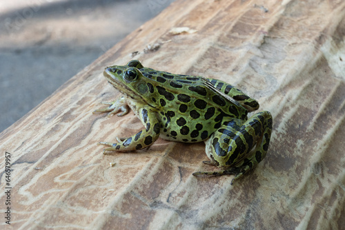 frog on a log