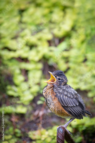 young robin crying in garden