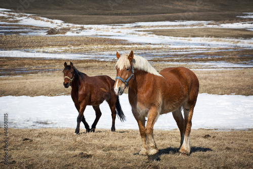 two horses on the farm