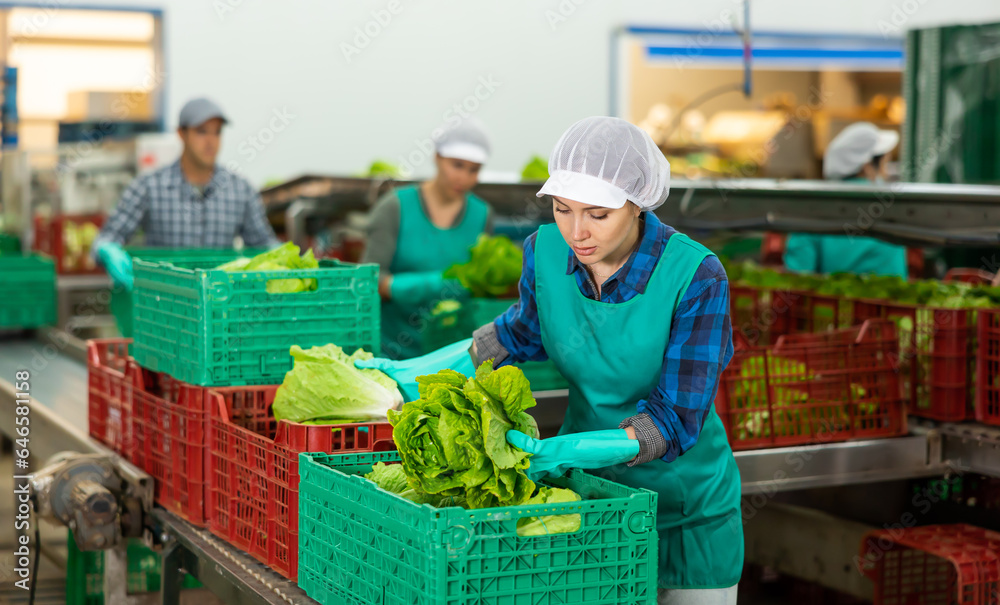 Busy young female worker of vegetable sorting and processing factory arranging selected fresh organic lettuce in plastic boxes. - obrazy, fototapety, plakaty 