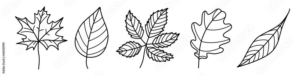 Tree leaves contour outline drawing isolated cutout black and white vector clipart illustration set. Autumn leaves line art design elements. Tree foilage nature pictogram, logo or icon collection.