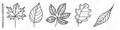 Tree leaves contour outline drawing isolated cutout black and white vector clipart illustration set. Autumn leaves line art design elements. Tree foilage nature pictogram, logo or icon collection.