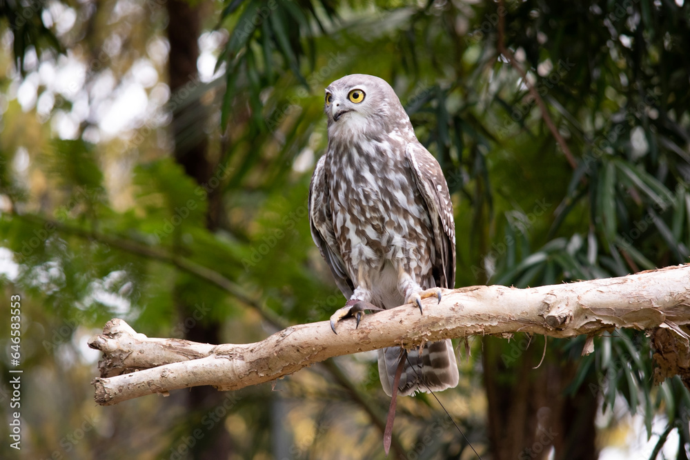 The barking owl has bright yellow eyes and no facial-disc. Upperparts are brown or greyish-brown, and the white breast is vertically streaked with brown The barking owl has bright yellow eyes and no facial-disc. Upperparts are brown or greyish-brown, and the white breast is vertically streaked with brown