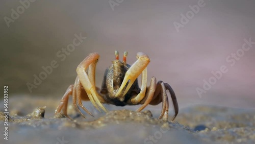 crab in the sand on the seashore (close-up) photo