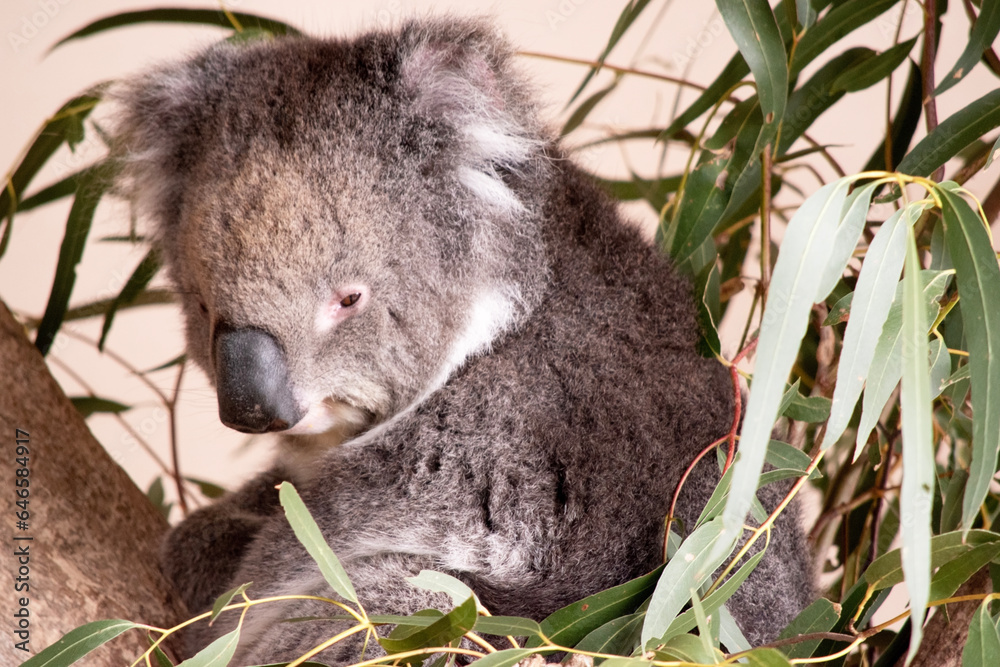 Obraz premium the Koala has a large round head, big furry ears and big black nose. Their fur is usually grey-brown in color with white fur on the chest, inner arms, ears and bottom.