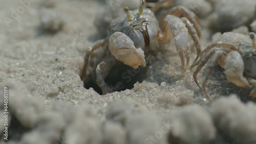 crab in the sand on the seashore (close-up) photo