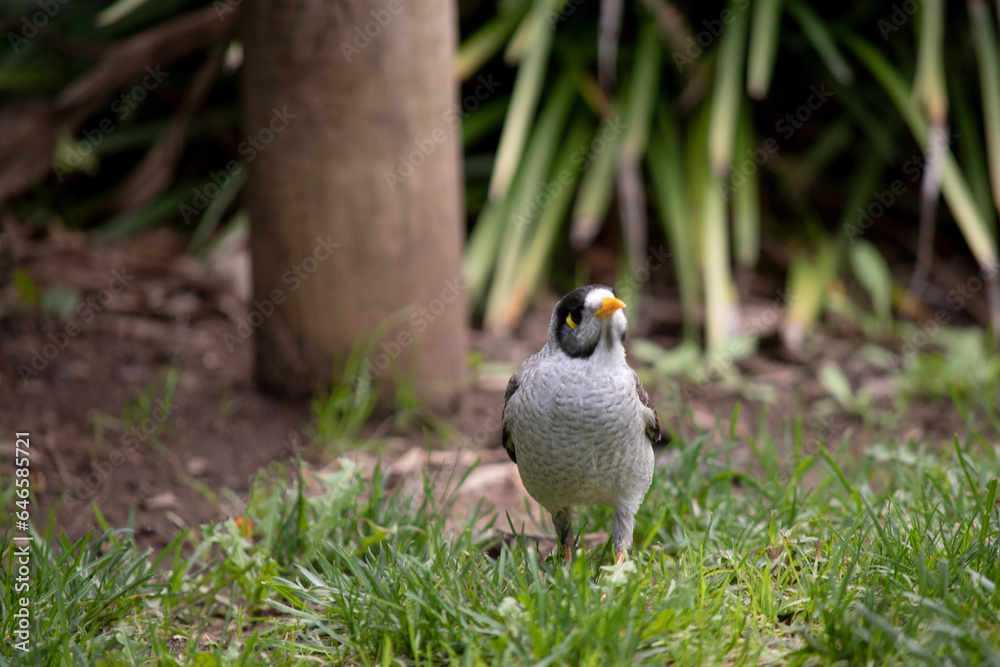 The noisy miner has a mostly grey body and black crown and cheeks. The bill is yellow, as are the legs and the naked skin behind the eye. The noisy miner has a mostly grey body and black crown and cheeks. The bill is yellow, as are the legs and the naked skin behind the eye.