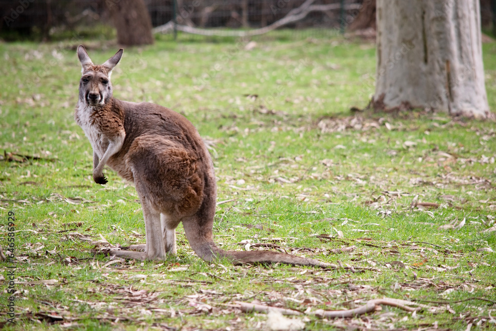 Red kangaroo males tend to be orange red in coloring while females are often blue grey. Both males and females are a lighter whitish color underneath.