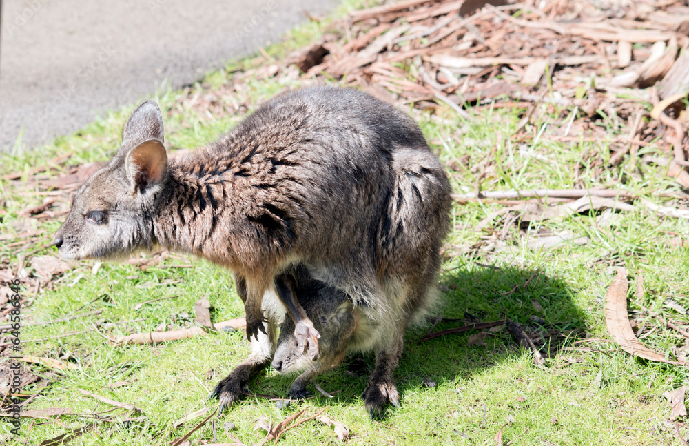 the tammar wallaby is grey with tan paws, legs and forehead. The females have a pouch to hold their joeys the tammar wallaby is grey with tan paws, legs and forehead. The females have a pouch to hold their joeys