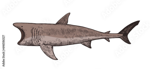 Basking shark. Hand drawn illustrations in retro engraving style.