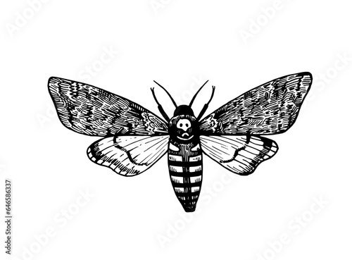 Death's head hawk moth. Black and white halloween illustration. Ink drawing of horror gothic symbol.