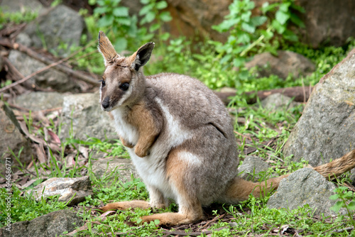 the yellow footed rock wallaby has a grey body with a white chest tan legs and a long tan and black tail