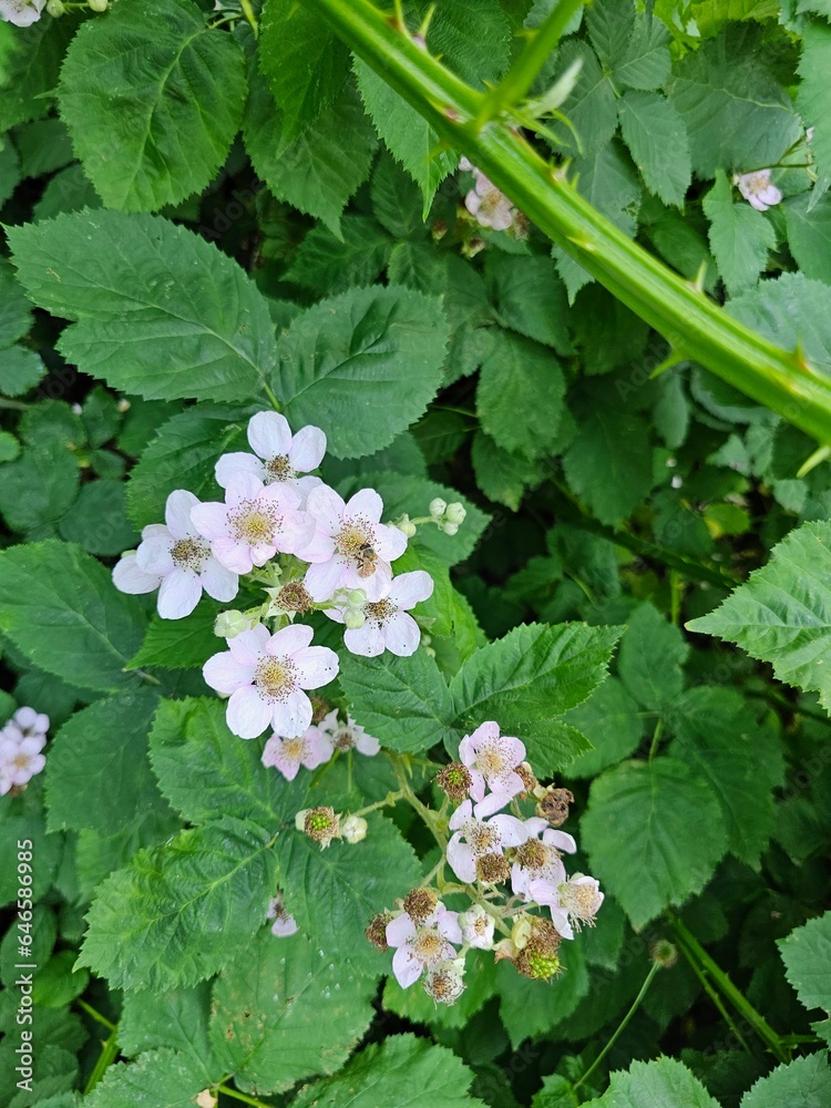 White blackberry flowers bloom amidst the grass, creating a vibrant and picturesque scene of nature's beauty White blackberry flowers bloom amidst the grass, creating a vibrant and picturesque scene of nature's beauty