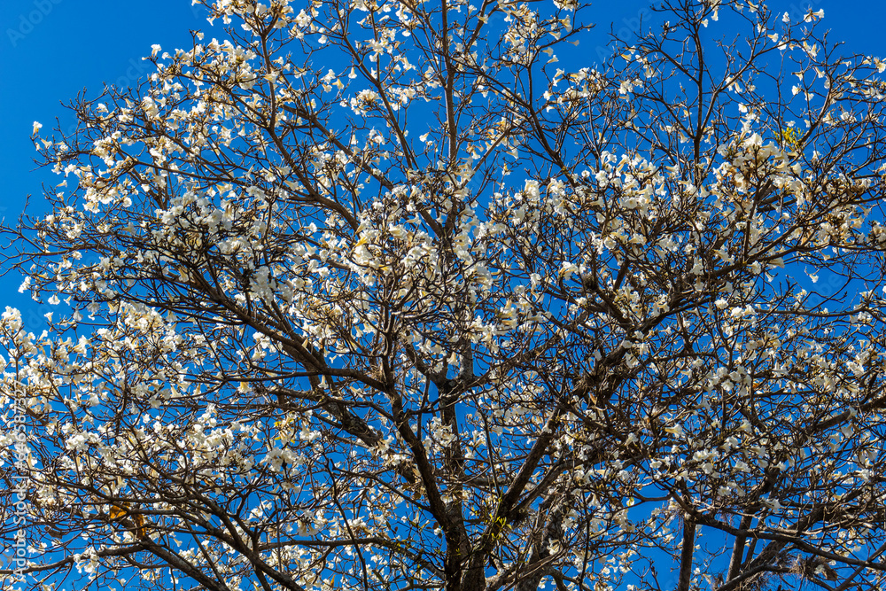 Fototapeta premium Ipes white tree flowering grove in the municipality of Marilia