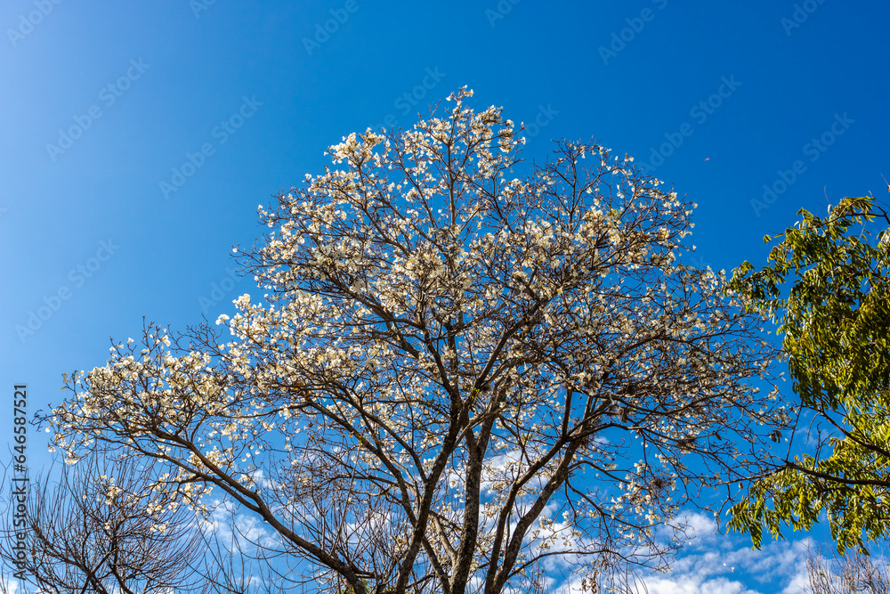 Ipes white tree flowering grove in the municipality of Marilia Ipes white tree flowering grove in the municipality of Marilia