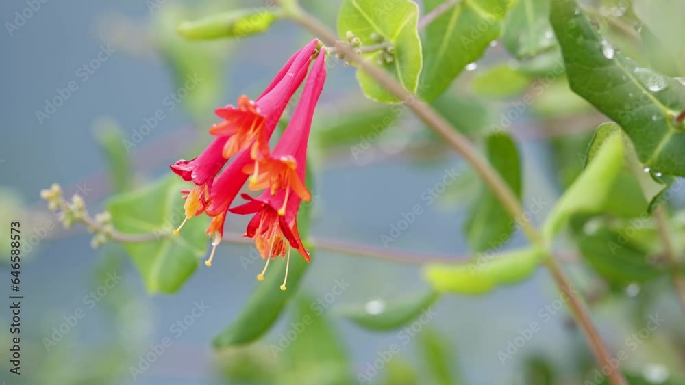 Close up view of Coral Honeysuckle flower on the plant Close up view of Coral Honeysuckle flower on the plant