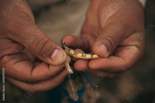 field man hands opening soybean pod
