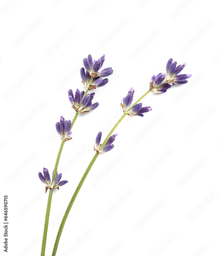 Fototapeta premium Branches of beautiful lavender flowers on white background